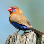 紫蓝饰雀-缩略图-10