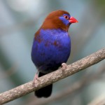 紫蓝饰雀-缩略图-11