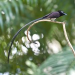 紫寿带-缩略图-1