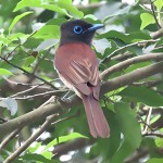 紫寿带-缩略图-2