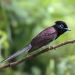 紫寿带-缩略图-3