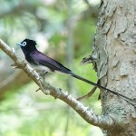 紫寿带-缩略图-4