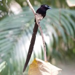 紫寿带-缩略图-5