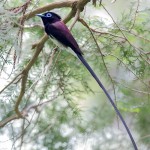 紫寿带-缩略图-6