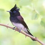 紫寿带-缩略图-8