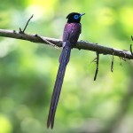 紫寿带-缩略图-9