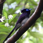 紫寿带-缩略图-10