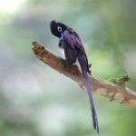 紫寿带-缩略图-11