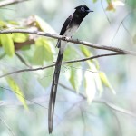 紫寿带-缩略图-12