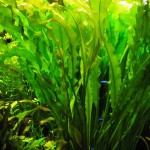 皱边草-缩略图-1