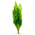 皱边草-缩略图-2