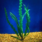 皱边草-缩略图-4