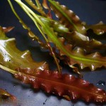 皱边草-缩略图-5