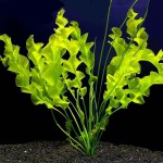 皱边草-缩略图-7