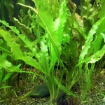 皱边草-缩略图-8