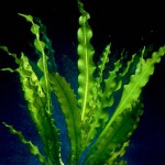 皱边草-缩略图-9