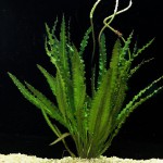 皱边草-缩略图-10