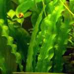 皱边草-缩略图-12