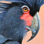 棕榈凤头鹦鹉-缩略图-1