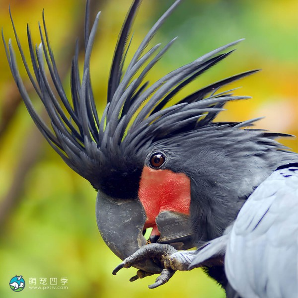 棕榈凤头鹦鹉-2