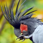 棕榈凤头鹦鹉-缩略图-2