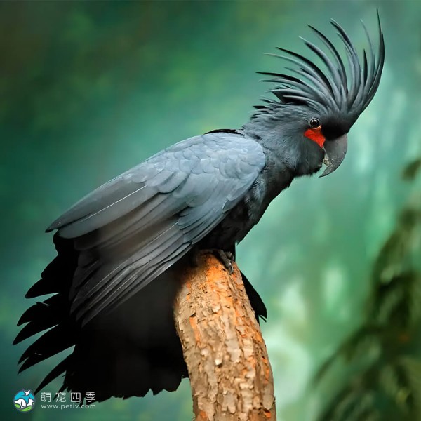 棕榈凤头鹦鹉-3