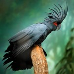 棕榈凤头鹦鹉-缩略图-3