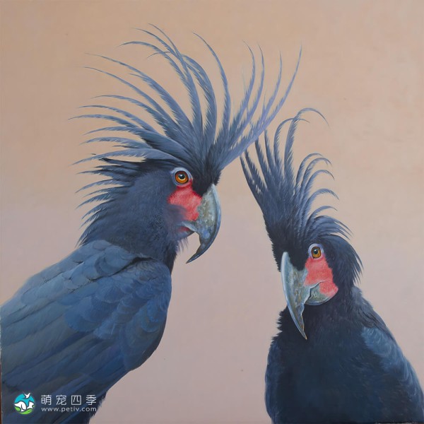 棕榈凤头鹦鹉-4