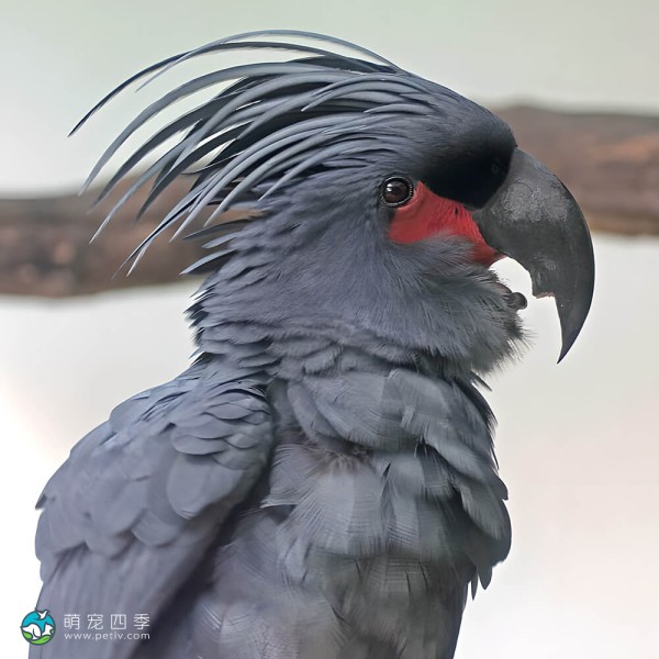 棕榈凤头鹦鹉-5