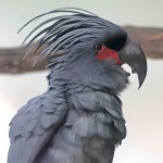 棕榈凤头鹦鹉-缩略图-5