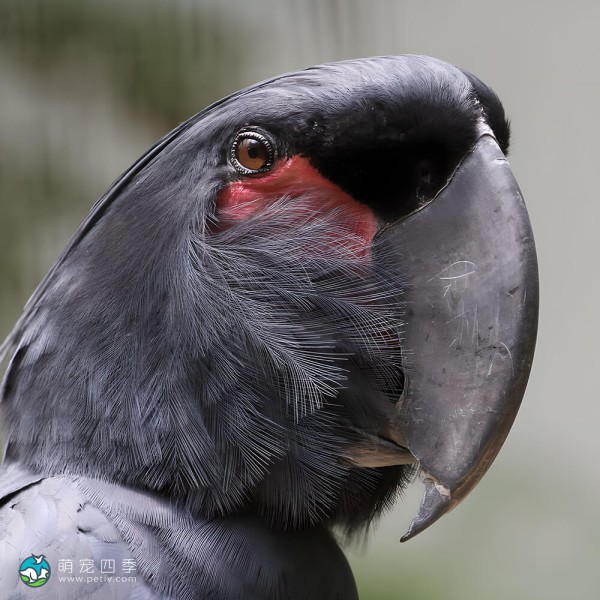 棕榈凤头鹦鹉-6