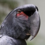 棕榈凤头鹦鹉-缩略图-6