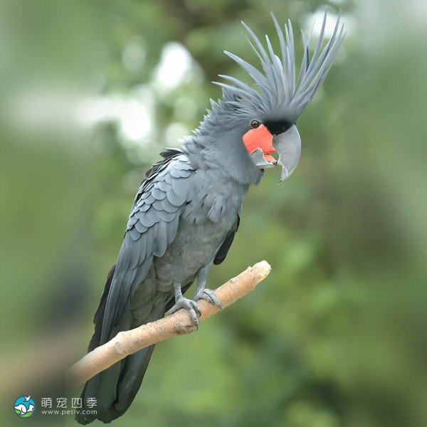 棕榈凤头鹦鹉-7