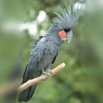 棕榈凤头鹦鹉-缩略图-7