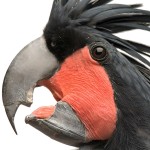 棕榈凤头鹦鹉-缩略图-8