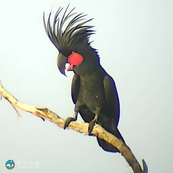 棕榈凤头鹦鹉-9