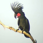 棕榈凤头鹦鹉-缩略图-9