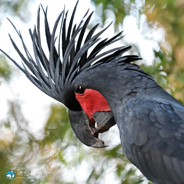 棕榈凤头鹦鹉-10