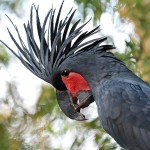 棕榈凤头鹦鹉-缩略图-10