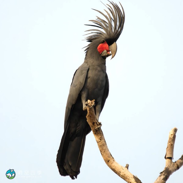 棕榈凤头鹦鹉-11