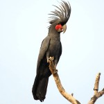 棕榈凤头鹦鹉-缩略图-11