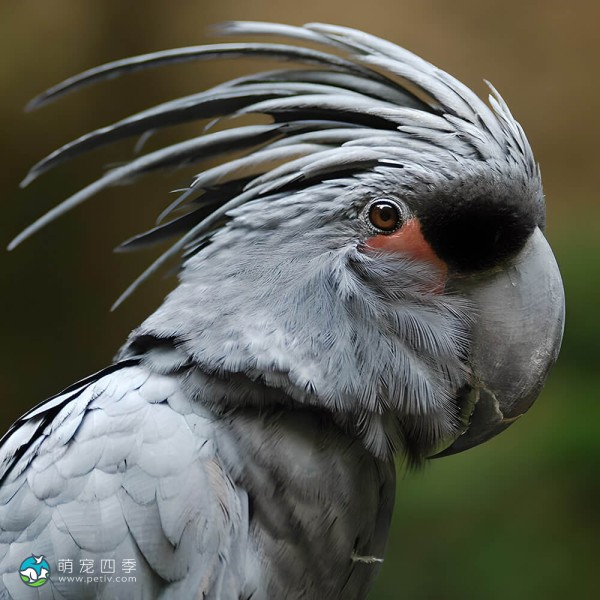 棕榈凤头鹦鹉-12