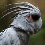 棕榈凤头鹦鹉-缩略图-12