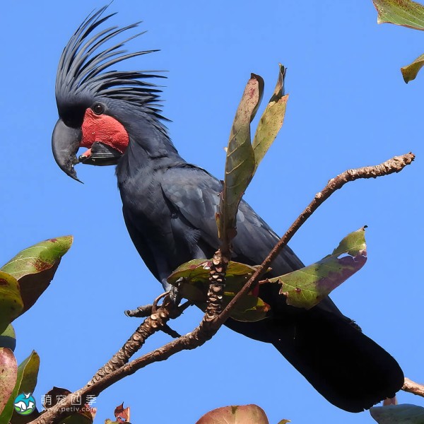 棕榈凤头鹦鹉-13