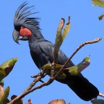 棕榈凤头鹦鹉-缩略图-13