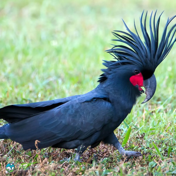 棕榈凤头鹦鹉-14