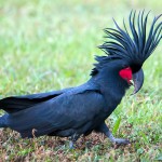 棕榈凤头鹦鹉-缩略图-14