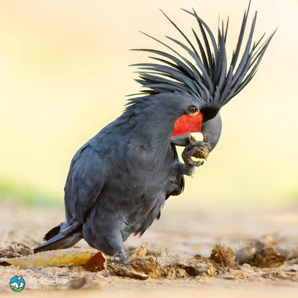 棕榈凤头鹦鹉-15