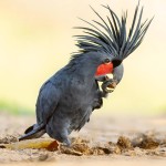 棕榈凤头鹦鹉-缩略图-15