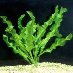 大波浪草-缩略图-1